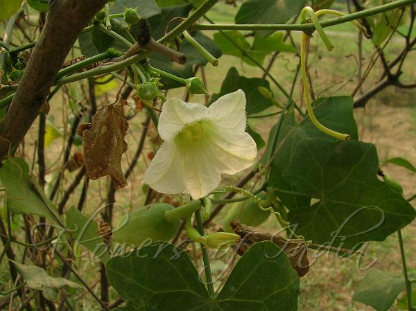 Ivy Gourd